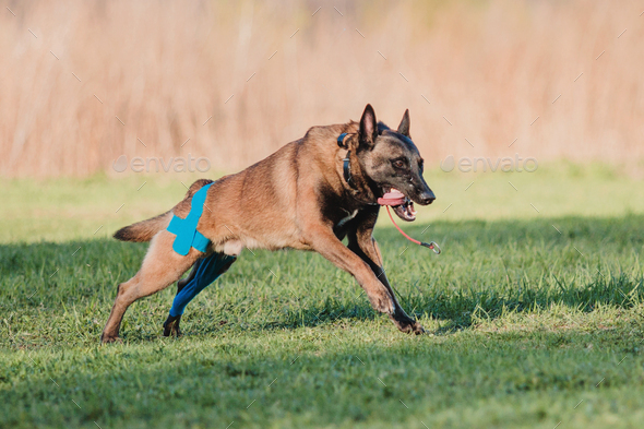 Belgian shepherd best sale guard dog